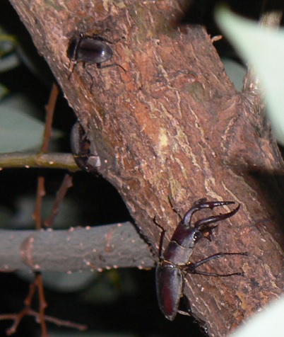 中州のヤナギ 奥_コクワガタ1ぺア、ノコギリクワガタ1♂_2021年7月7日 19時30分頃 気温26度
